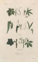 Traité de botanique générale Pl047 - François Hérincq — Ansicht des Kunstwerks