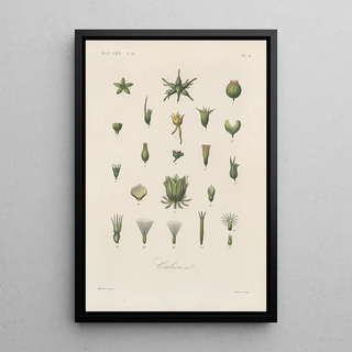 Franois Hrincq - Traite de botanique generale Pl055.webp