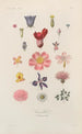 Traité de botanique générale Pl056 - François Hérincq — Ansicht des Kunstwerks