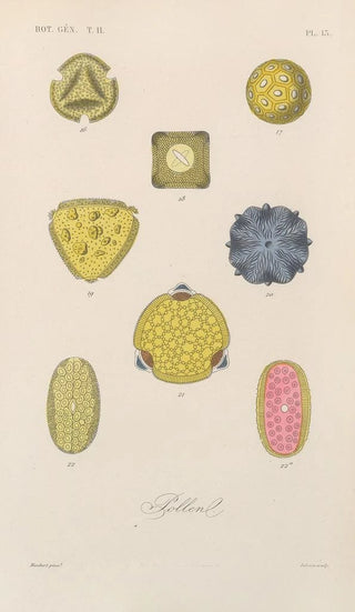 Franois Hrincq - Traite de botanique generale Pl064.webp