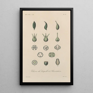 Franois Hrincq - Traite de botanique generale Pl067.webp