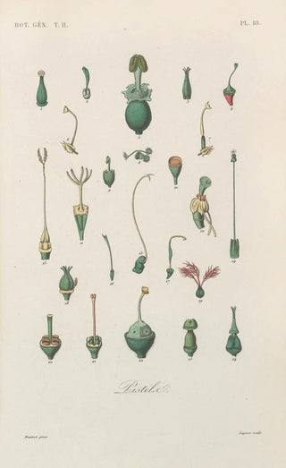 Franois Hrincq - Traite de botanique generale Pl069.webp