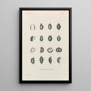 Franois Hrincq - Traite de botanique generale Pl072.webp