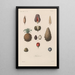 Traité de botanique générale Pl075 - François Hérincq — gerahmtes Bild an der Wand