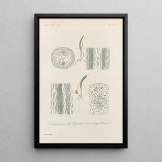 Franois Hrincq - Traite de botanique generale Pl078.webp