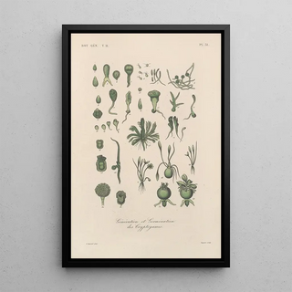 Franois Hrincq - Traite de botanique generale Pl082.webp