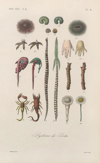 Franois Hrincq - Traite de botanique generale Pl092.webp