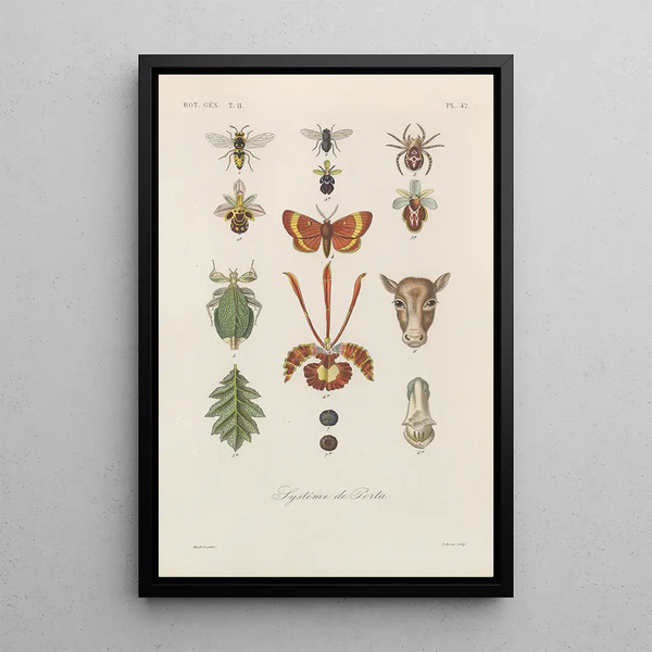 Franois Hrincq - Traite de botanique generale Pl093.webp