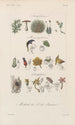 Traité de botanique générale Pl094 - François Hérincq — Ansicht des Kunstwerks