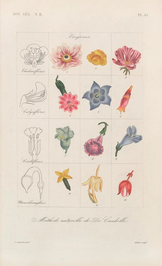 Franois Hrincq - Traite de botanique generale Pl096.webp