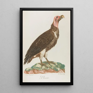 Franois Levaillant - LOricou.webp