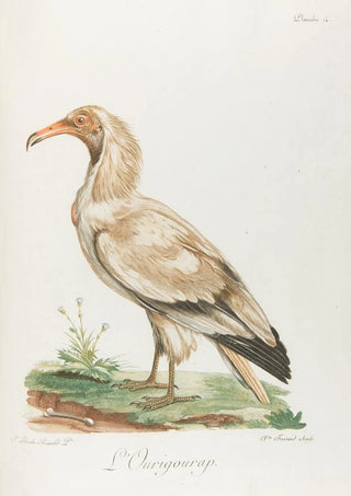 Franois Levaillant - LOurigourap.webp