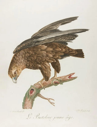 Franois Levaillant - Le bateleur jeune age.webp
