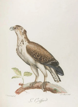 Franois Levaillant - Le griffard.webp