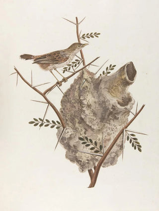 Franois Levaillant - Le pinepine.webp