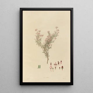 Franz Andreas Bauer - Delineations of exotick plants cultivated in the Royal gardens at Kew Pl05.webp