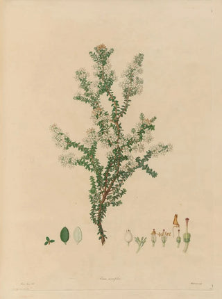 Franz Andreas Bauer - Delineations of exotick plants cultivated in the Royal gardens at Kew Pl14.webp