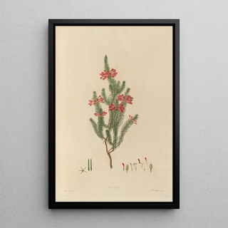 Franz Andreas Bauer - Delineations of exotick plants cultivated in the Royal gardens at Kew Pl25.webp