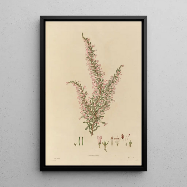 Franz Andreas Bauer - Delineations of exotick plants cultivated in the Royal gardens at Kew Pl27.webp