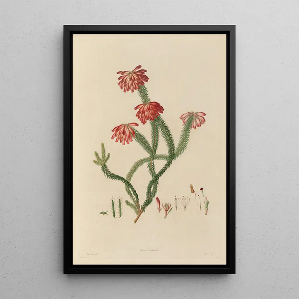 Franz Andreas Bauer - Delineations of exotick plants cultivated in the Royal gardens at Kew Pl30.webp