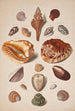 Illustrationsplatte mit Muscheln - Franz Michael Regenfus — Ansicht des Kunstwerks