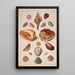 Illustrationsplatte mit Muscheln - Franz Michael Regenfus — gerahmtes Bild an der Wand