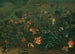Stück Wiese mit Erdbeeren und Grille - Franz Michael Siegmund von Purgau der Ältere — Ansicht des Kunstwerks