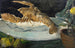 Naturmorte mit Hummel - Franz Naager — Ansicht des Kunstwerks