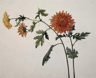 Chrysanthèmes - Franz Theobald Horny — Ansicht des Kunstwerks