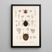 Arachnida Acaridea Pl 14 - Frederick DuCane Godman — gerahmtes Bild an der Wand