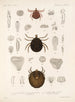 Arachnida Acaridea Pl 14 - Frederick DuCane Godman — Ansicht des Kunstwerks