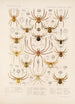 Arachnida Araneidea Pl 09 - Frederick DuCane Godman — Ansicht des Kunstwerks