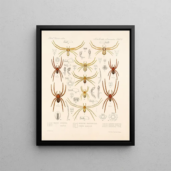 Frederick DuCane Godman - Arachnida Araneidea Pl 13.webp