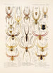 Arachnida Araneidea Pl 15 - Frederick DuCane Godman — Ansicht des Kunstwerks