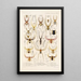 Arachnida Araneidea Pl 15 - Frederick DuCane Godman — gerahmtes Bild an der Wand