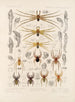 Arachnida Araneidea Pl 30 - Frederick DuCane Godman — Ansicht des Kunstwerks