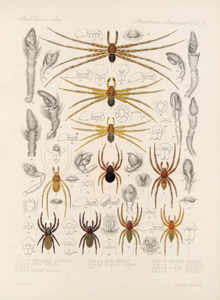 Frederick DuCane Godman - Arachnida Araneidea Pl 30.webp