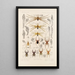 Arachnida Araneidea Pl 30 - Frederick DuCane Godman — gerahmtes Bild an der Wand