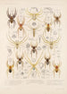 Arachnida Araneidea Pl 32 - Frederick DuCane Godman — Ansicht des Kunstwerks