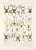 Arachnida Araneidea Pl 36 - Frederick DuCane Godman — Ansicht des Kunstwerks