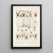Arachnida Araneidea Pl 36 - Frederick DuCane Godman — gerahmtes Bild an der Wand