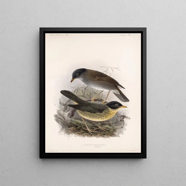 Aves Pl 02 - Frederick DuCane Godman — gerahmtes Bild an der Wand