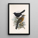 Aves Pl 03 - Frederick DuCane Godman — gerahmtes Bild an der Wand