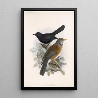 Frederick DuCane Godman - Aves Pl 03.webp