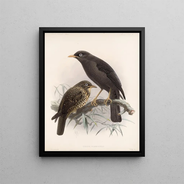 Aves Pl 04 - Frederick DuCane Godman — gerahmtes Bild an der Wand