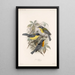 Aves Pl 08 - Frederick DuCane Godman — gerahmtes Bild an der Wand