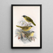 Aves Pl 09 - Frederick DuCane Godman — gerahmtes Bild an der Wand