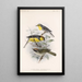 Aves Pl 10 - Frederick DuCane Godman — gerahmtes Bild an der Wand