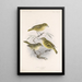 Aves Pl 12 - Frederick DuCane Godman — gerahmtes Bild an der Wand