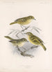 Aves Pl 12 - Frederick DuCane Godman — Ansicht des Kunstwerks